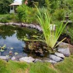 Aquatic plants: how to plant them properly in a pond