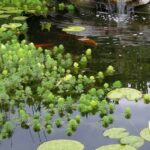 Oxygenating plants: how to plant them in a pond?