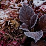 The right actions to protect your hydrangeas in winter