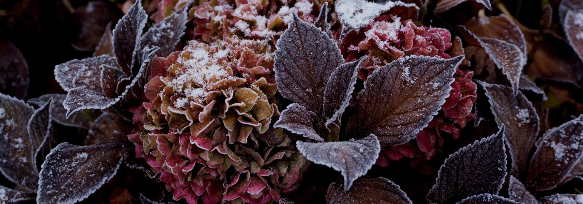 The right actions to protect your hydrangeas in winter