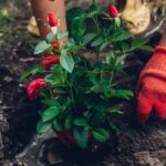 When to plant roses?