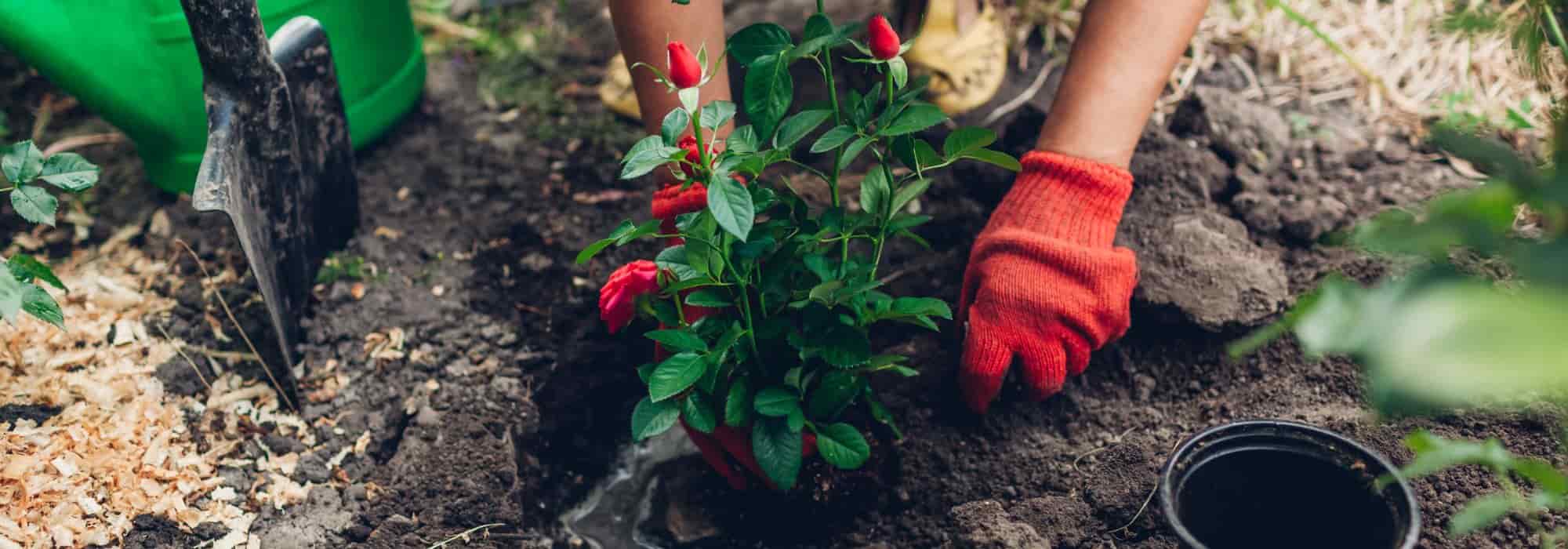 When to plant roses?