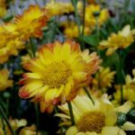Rediscover chrysanthemums, the iconic autumn flowers