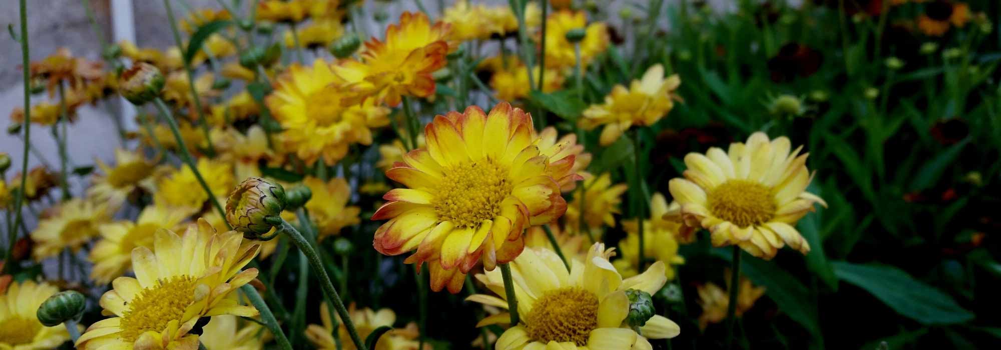 Rediscover chrysanthemums, the iconic autumn flowers