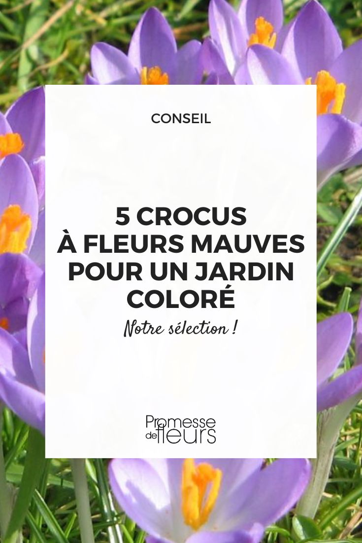 Top 5 of purple-flowered crocus varieties for a colourful garden Crocus tommasinianus 'Barr's Purple'