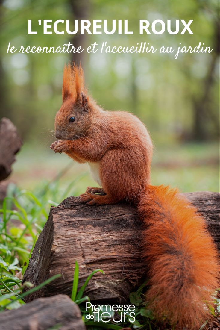 Red squirrel