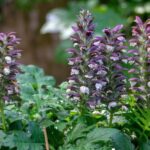 How to propagate <em>Acanthus</em>?