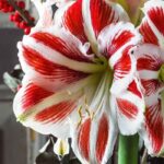 5 creative ways to offer an amaryllis for the festive season
