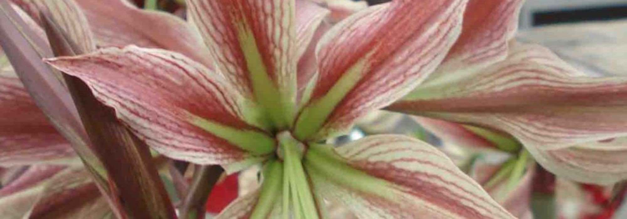 Amaryllis: 9 original varieties