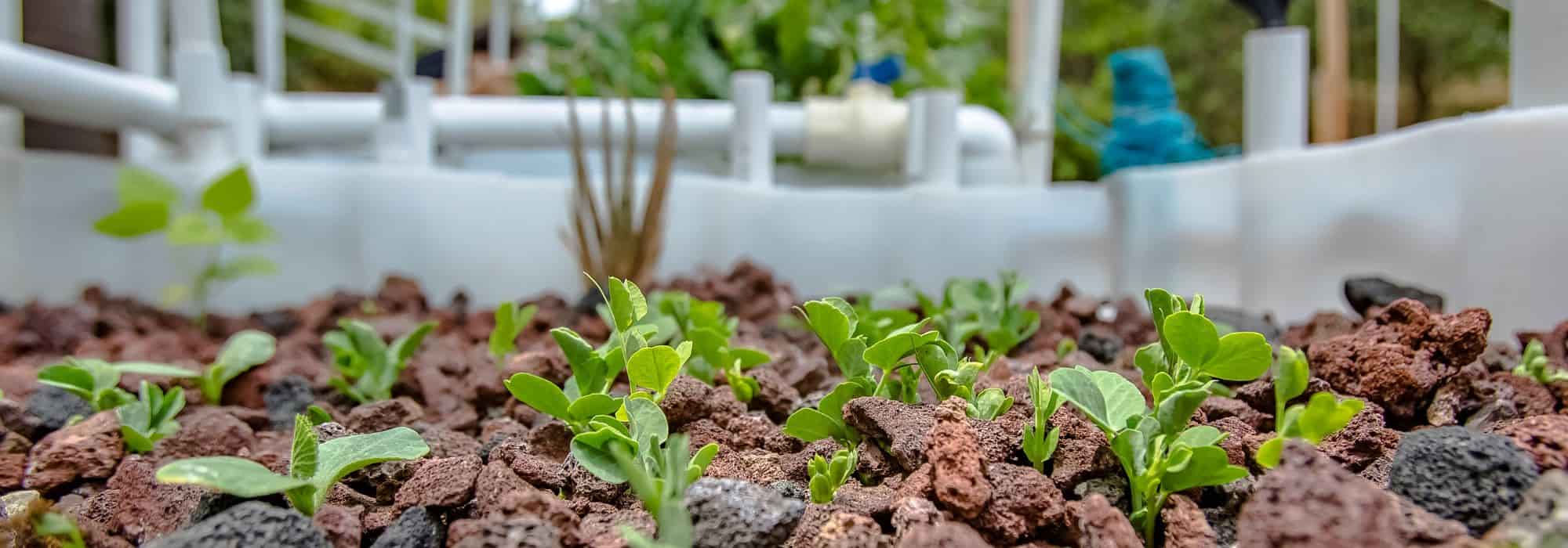 What exactly is aquaponics?