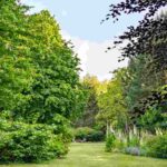 7 affordable trees to landscape your garden on a budget