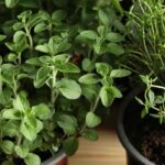 How to grow herbs indoors during winter?