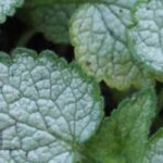 Pairing silvery foliage in the garden: our tips