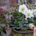 A flowering balcony in winter: our tips