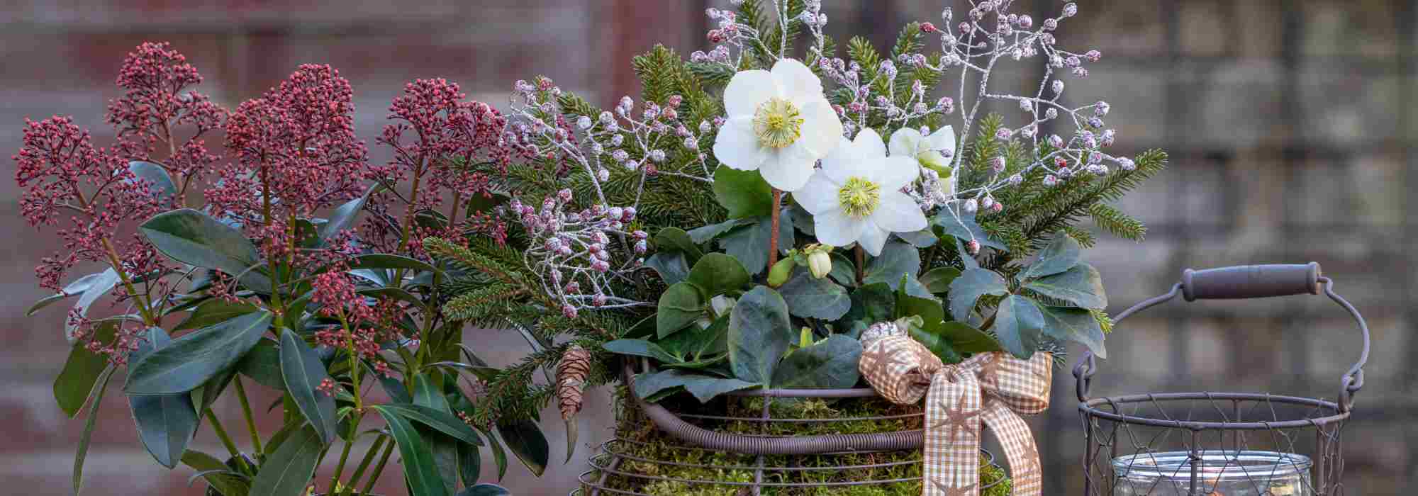 A flowering balcony in winter: our tips