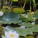 The best time to plant pond plants