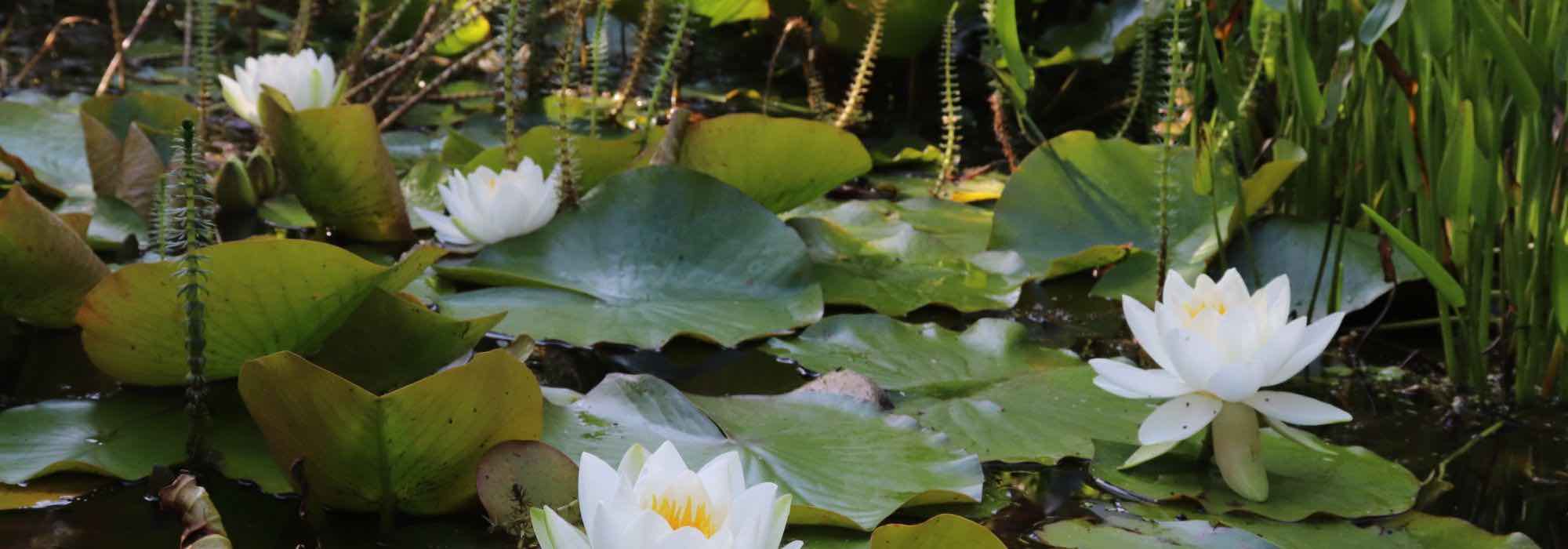 The best time to plant pond plants