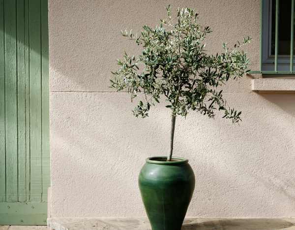 When and how to take olive cuttings?