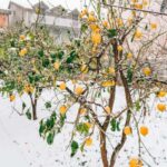 How to ruin the care of your citrus trees in winter?