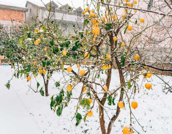 How to ruin the care of your citrus trees in winter?