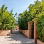 How to create a bamboo hedge?