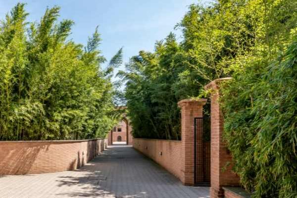 How to create a bamboo hedge?
