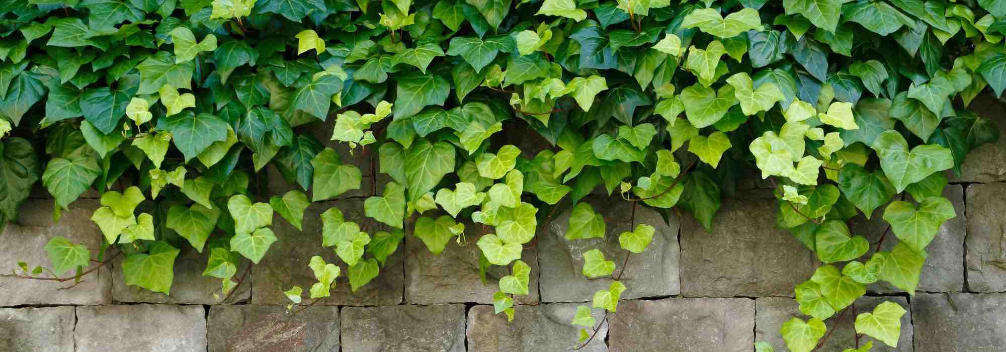 How to get rid of ivy naturally?