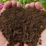 How to enrich poor soil?