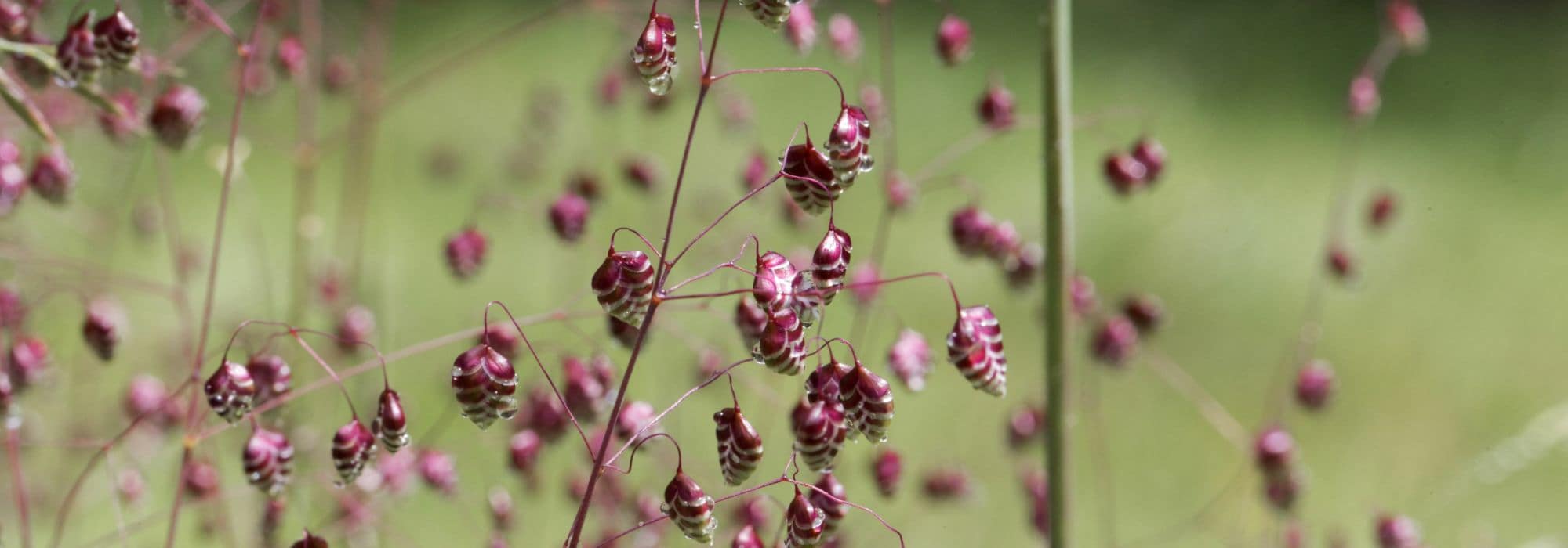 Grasses inflorescence: discover how beautiful they are
