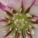 Bicolour hellebores: 7 varieties to discover