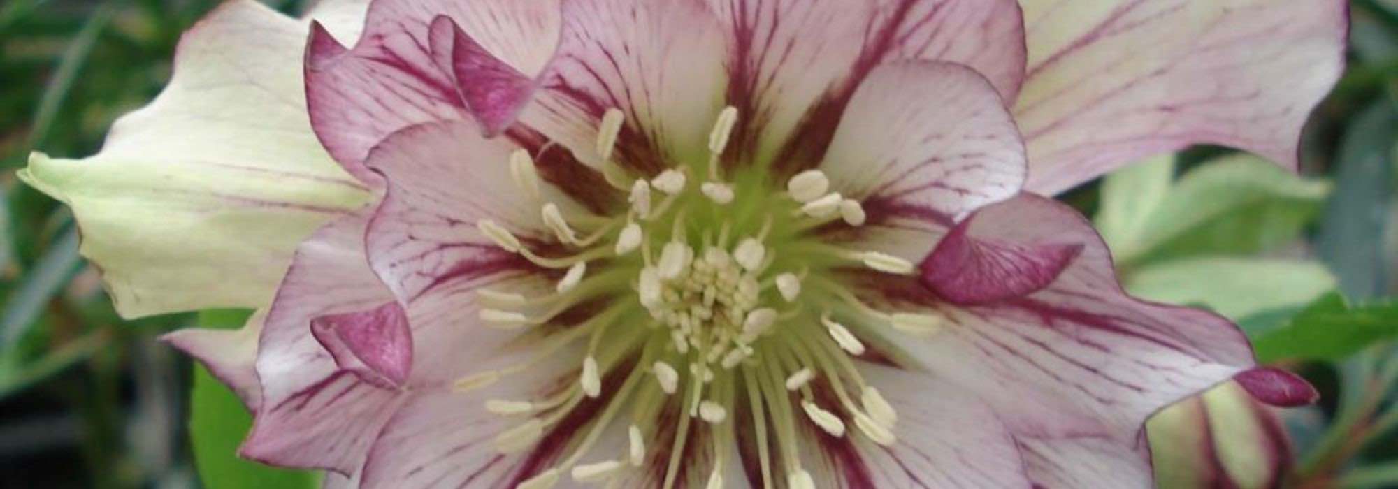Bicolour hellebores: 7 varieties to discover