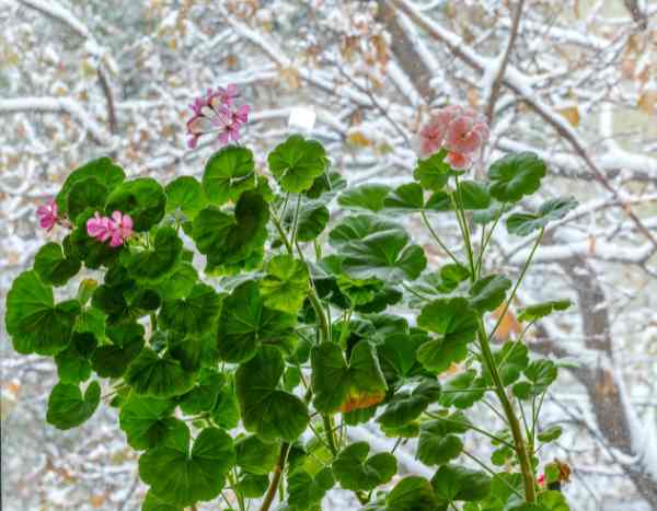 Overwintering Pelargonium