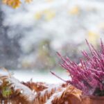 Plant cheaply and add colour to your garden in winter.