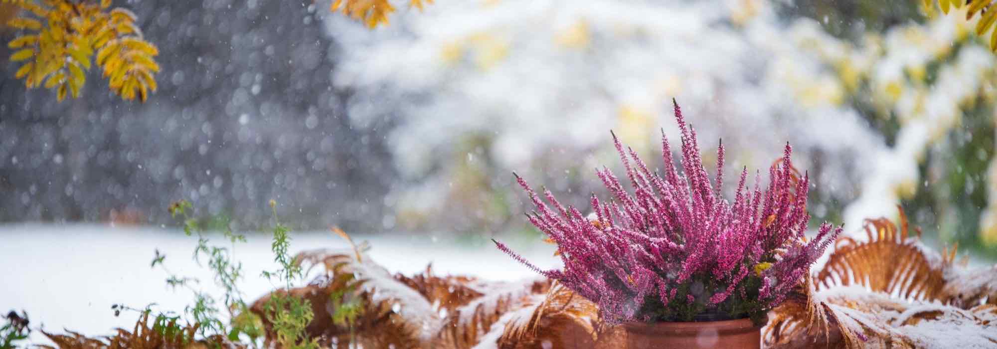 Plant cheaply and add colour to your garden in winter.