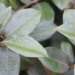 Diseases and pests of Elaeagnus