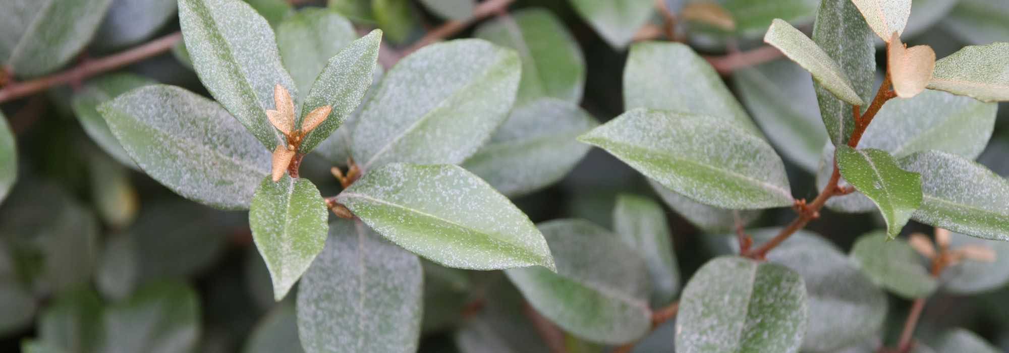 Diseases and pests of Elaeagnus