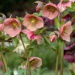 Diseases and pests of hellebores