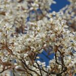How to propagate amelanchier?