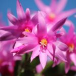 How to propagate Christmas cactus?