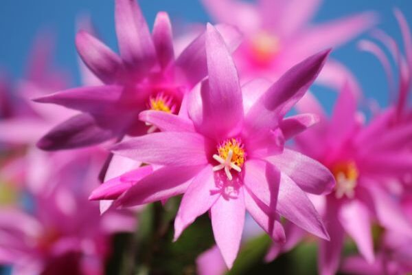 How to propagate Christmas cactus?