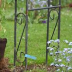 The best season to plant climbing plants