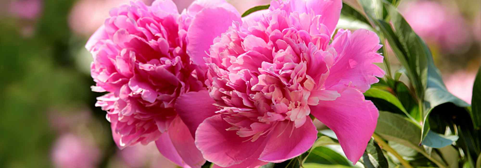 5 pink-flowered peonies