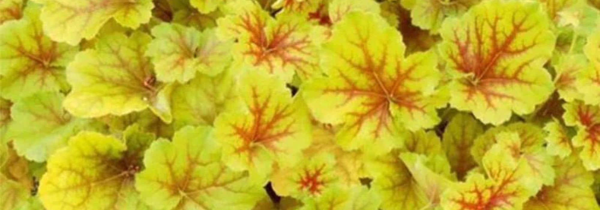 Introduce golden-yellow foliage into the garden.