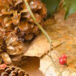 The best indoor plants to decorate your home at Christmas