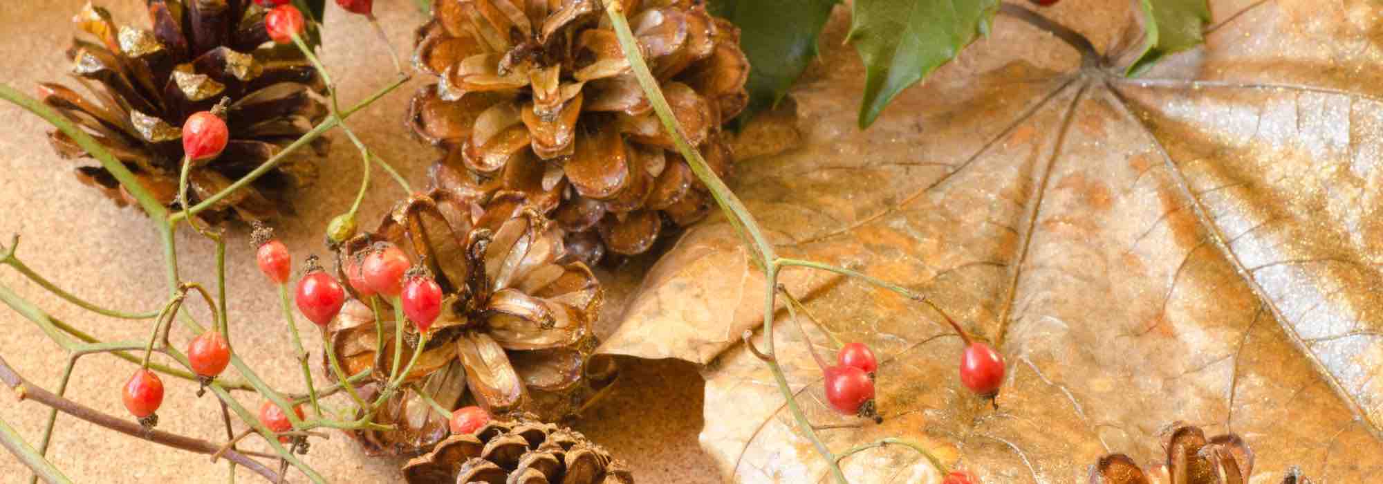 The best indoor plants to decorate your home at Christmas