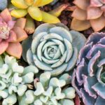 Growing succulent plants indoors: our tips