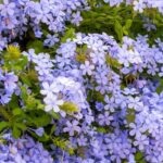 How to propagate <em>Plumbago</em> or Cape leadwort?