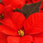 Growing Poinsettia, the quintessential Christmas plant