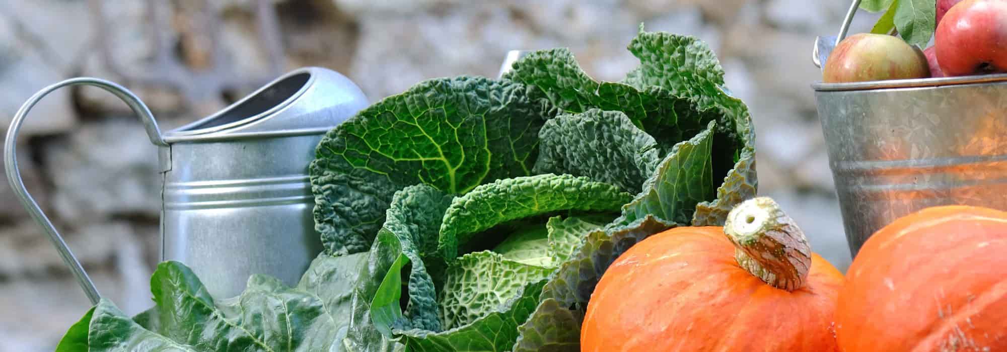 Preparing Your Vegetable Garden for Winter