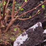 What is the best season to plant shrubs?